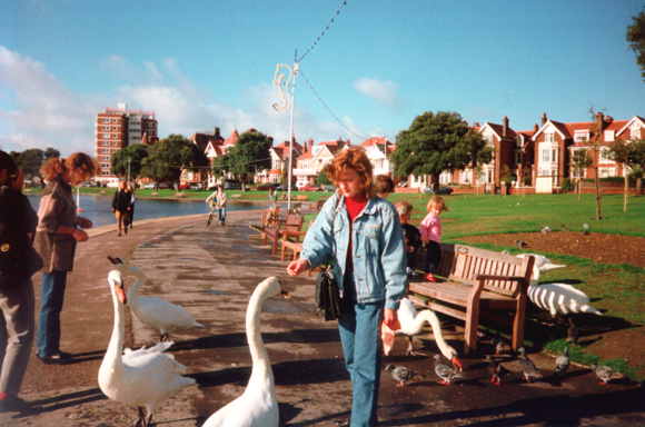 Swans in Southsea