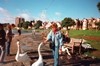 Swans